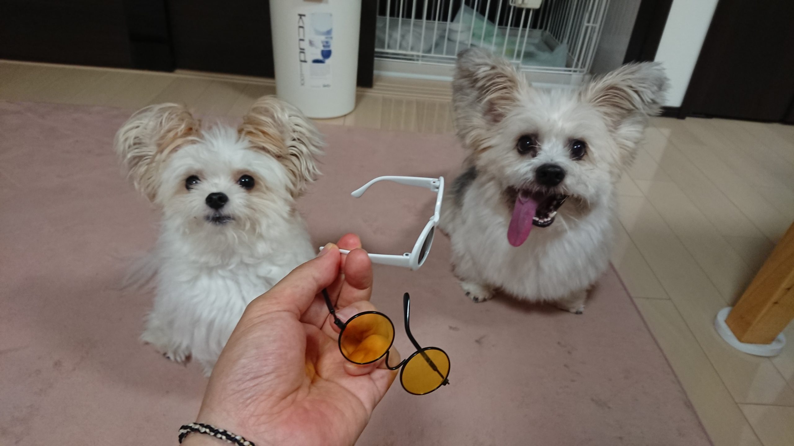 ダイソー商品の犬用サングラス