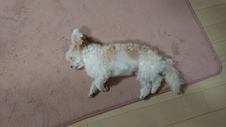 眠りたいけど眠れないマイロ