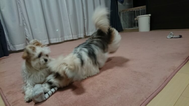 靴下を奪うミックス犬