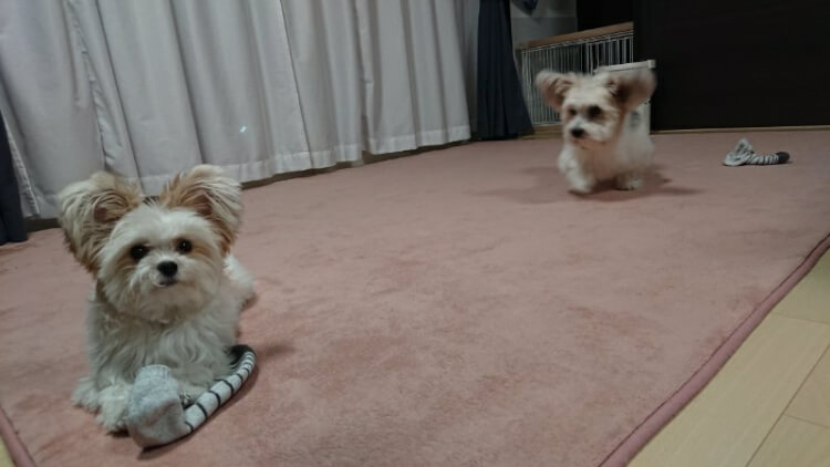マイロから靴下を取ろうと忍び寄るエルル
