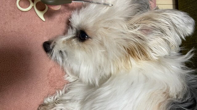 反対に寝転んでかッとされるのを抵抗する犬