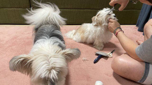 目の周りをハサミでカット