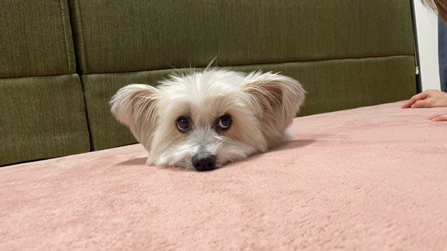 可愛くて面白い犬の画像
