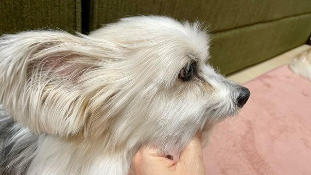 綺麗な横顔の犬