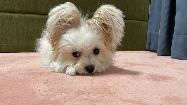 ご機嫌斜めな犬