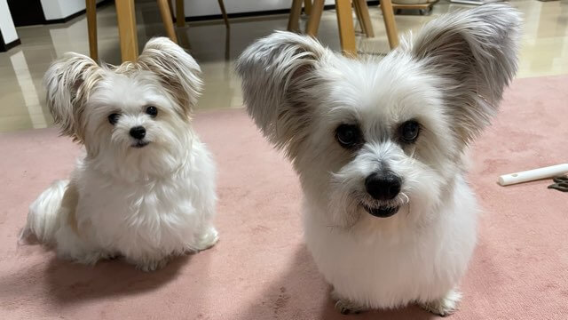 顔周りカット後の犬