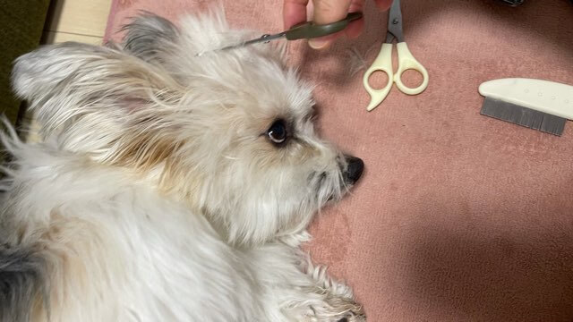 寝そべって毛をカットさせてくれない犬