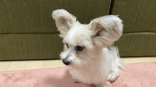 上手く目の周りカット