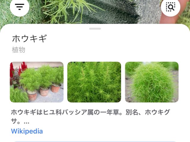 雑草かと思ったらコキアの苗