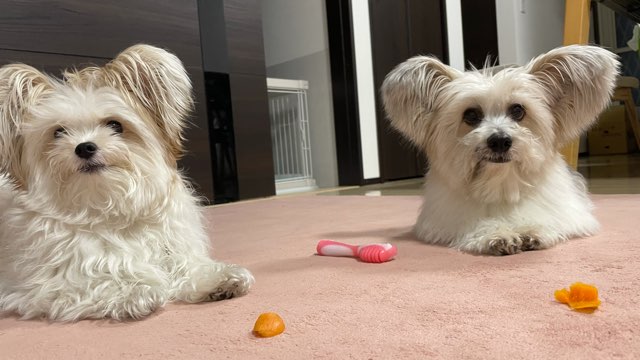 犬は人参食べても大丈夫なのか調べてみた