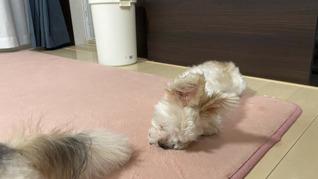 自分の足を舐めて飼い主に退屈アピールする犬達