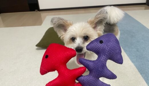 ダイソー商品の犬の散歩ライト
