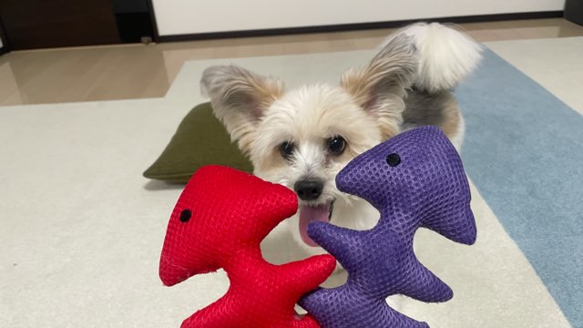 犬と引張っこするには最高ダイソーの音が鳴るペット用玩具サカナ型 犬と引張っこするには最高ダイソーの音が鳴るペット用玩具サカナ型